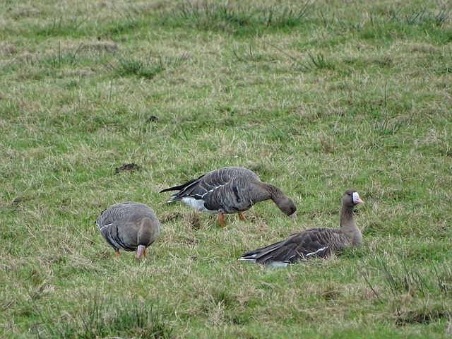 巨星科怀 巨星科怀