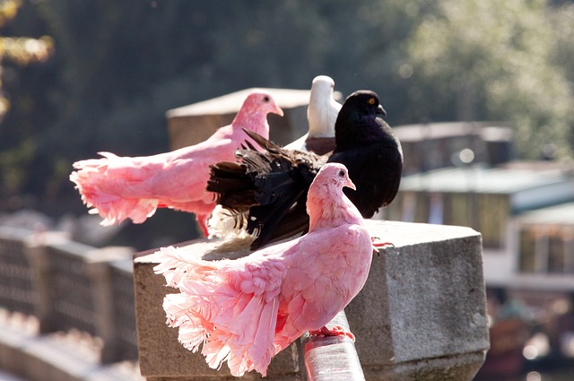 更高排位迈 更高排位迈